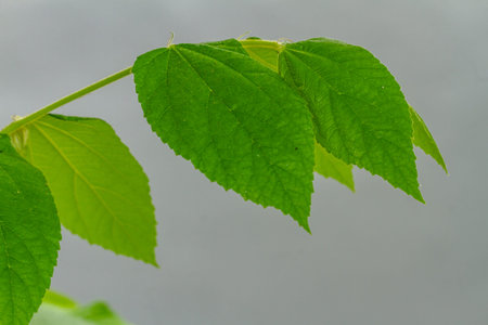 Close-up of green cherry leaves with a heart shape, jagged leaf edges with a slightly hairy rough...