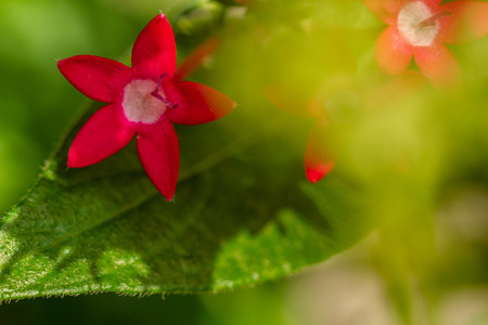 The blooming egyptian starcluster flower is red, shaped like a mini trumpet with star-shaped petals