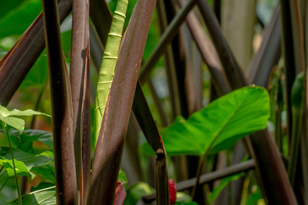 The purple stalk of the taro plant whose surface looks detailed, is used as a garden decoration or...