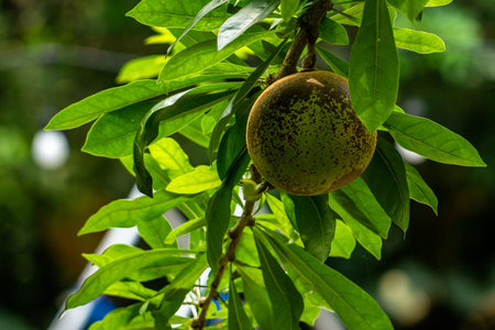 Indian bael plant bearing fruit in the shape of a ball with green fruit skin, blurred green foliage backgroundの写真素材