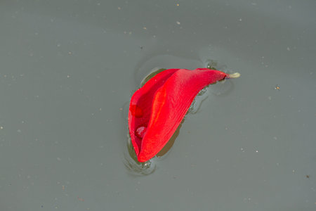A red flower floats on the surface of the slightly dirty water, the fallen flowers fall into the...