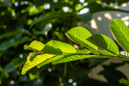Close up of twigs of a tropical fruit plant called guava, the surface of the leaves and their protruding leaf frames, the background of the green leaves is blurryの写真素材