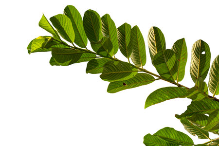 Close up of a branch of a tropical fruit plant called guava which is clearly visible on the surface of the leaf and its prominent leaf frame; isolated on a white backgroundの写真素材