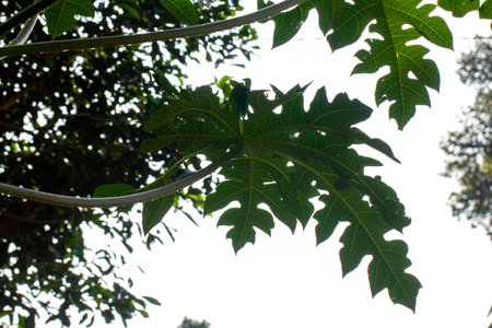 The leaf stalk of the papaya plant is finger-shaped with green leaves becoming transparent due to...