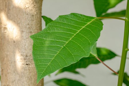 Close up The shoots of the poinsettia plant with fresh green leaves are clearly visible on the leaf surface and leaf frame, in summer the leaves will turn redの写真素材