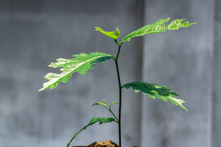 Euphorbiaceae plant that is uniquely shaped in green, isolated on a gray background