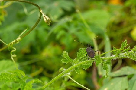 A pest animal named Arilus cristatus who is hanging on the tip of a green leaf, has a blurry green...