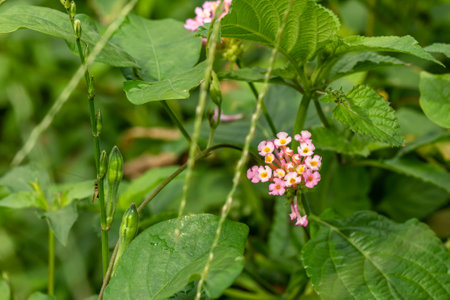 A pink Lantana Camara flower pops out among the grass, has a blurry green leaf backgroundの写真素材