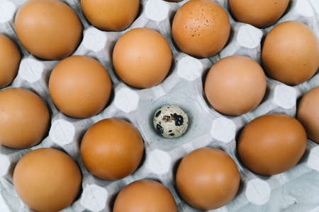 Brown raw chicken eggs and alone quail egg in a tray top viewの写真素材