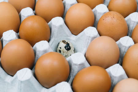 Brown raw chicken eggs and alone quail egg in a tray side viewの写真素材