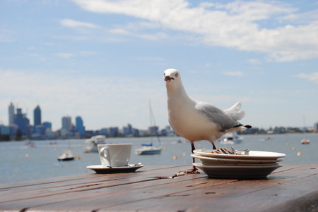 seagull on a tableの写真素材