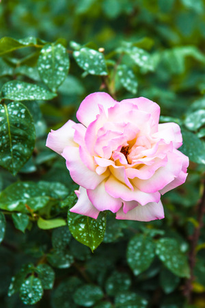 A pink rose in the rose garden in Bernの写真素材