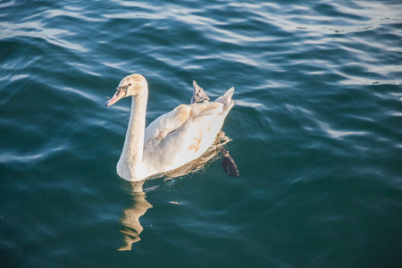 A swan swiming in the sunshine, in the lake of Zurich, Switzerlandの写真素材