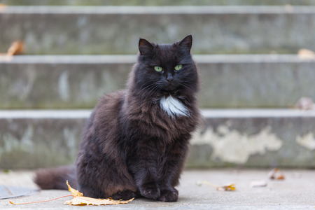 Portrait of a black cat woth yellow eyesの写真素材