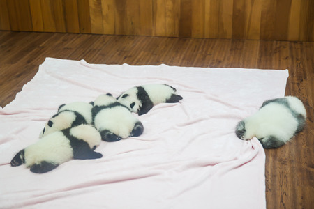 Chengdu China  October 18 2014  Newborn baby pandas sleeping in Research Center of Giant Panda Breeding in Chengdu Sichuan Province Chinaのeditorial素材