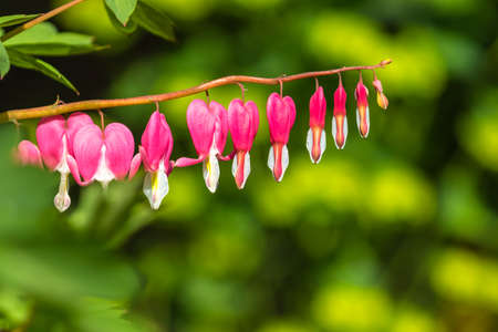 Close up view of a series of bleeding heart (Lamprocapnos spectabilis), heart shaped pink and white flower, copy space availableの写真素材
