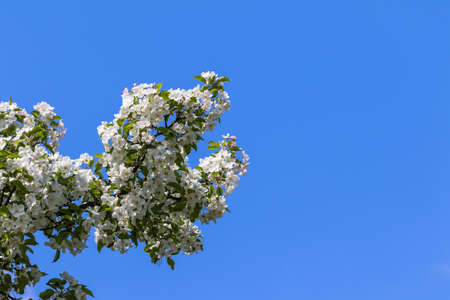 Blooming Chinese crab (Malus spectabilis, Asiatic apple, Chinese flowering apple) in spring, with blue sky inbackground, copy space avaible.の写真素材