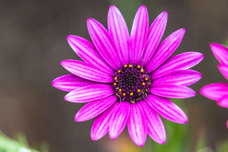 Close up view of a magenta Osteospermumの写真素材