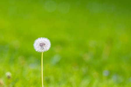 Close up view of a seed head of dandelion, with green grass in background, copy space availableの写真素材