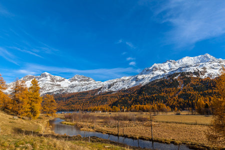 Panorama view of the golden autumn in Upper Engadin, with Piz Corvatsch of the swiss alps and...