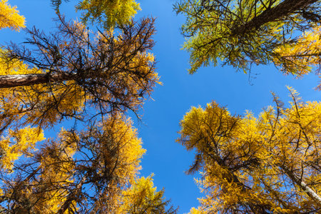 Looking up to the blue sky through the colorful larch on a sunny autumn day in the forest in...