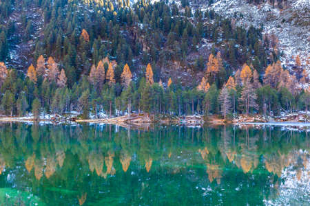 Stunning view of the Palpuogna lake near Albula pass with colorful trees reflected in the water, in autumn, Canton of Grisons, Switzerlandの写真素材