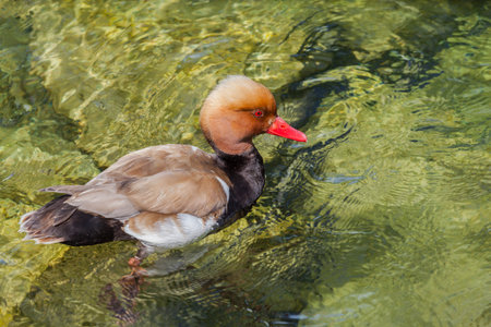 Close up of view of a male Red-crested pochard swiming in clear water.