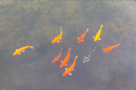 A group of colorful brocaded carps (Koi)の写真素材
