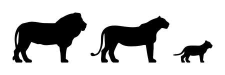Black silhouettes of lion, lioness and cub isolated on white background. Vector illustrationのイラスト素材