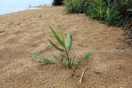 Green grassの写真素材