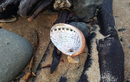 Paua Shell
