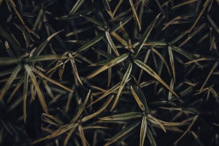 Soft focus dark green tones floral background. Tropical plant.Texture background dark, green tones. It can be used for blogs, sites, videos, illustrations, and more. High-resolution 6720x4480 px at 300dpi. Wallpaper macro.の写真素材