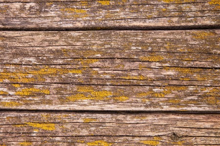 Background of old, rotten plaques covered with mold. Close-up.の写真素材