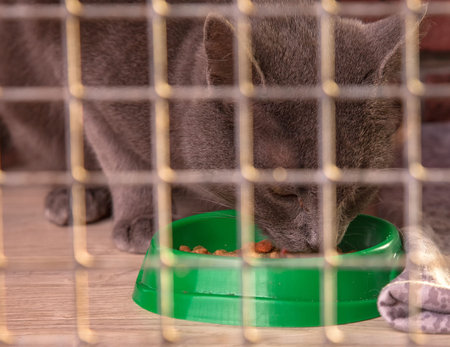 a gray cat in a cage eats dry food from a bowl