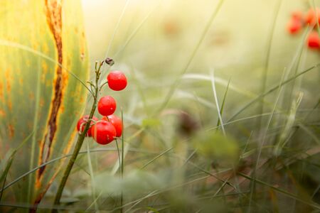 Flowers in the autumn forest. Wild forest, yellow leaves.の写真素材