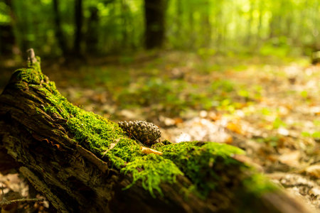Old stump, moss, fir cones in the autumn forest. Wild forest, yellow leaves. An old stump, moss in...