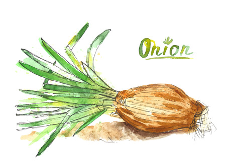 Watercolor onion isolated on white background. Healthy food, vegetable. Vector hand painting illustration. Concept for farmers market, organic food and other.のイラスト素材