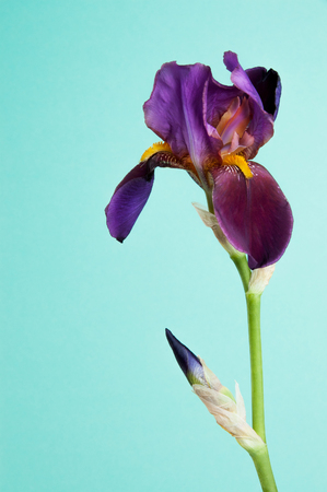 Violet irise on mint background. Copy space for text.の写真素材