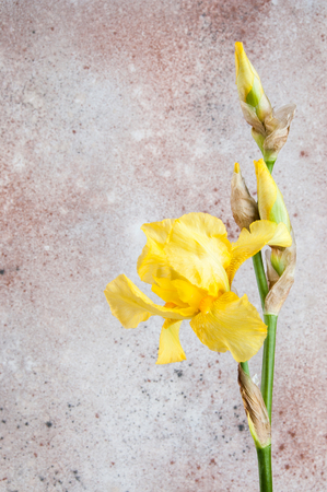 Yellow irise close up on beige background. Texture of concrete and copy space for text.の写真素材