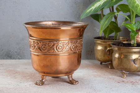 Vintage copper flower pot and green plants on concrete background. Copy space for text.の写真素材