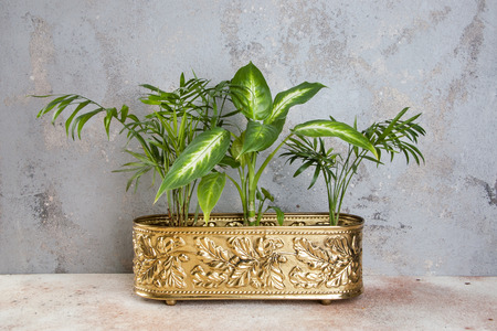Green plants in brass vintage flower pot on a concrete background. Copy space for text.の写真素材