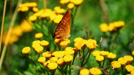 Macro Butterflyの写真素材