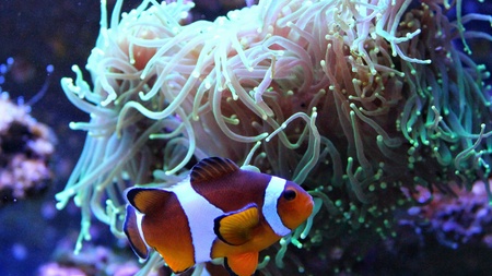 Real Nemo in Coral Reef Aqauriumの写真素材