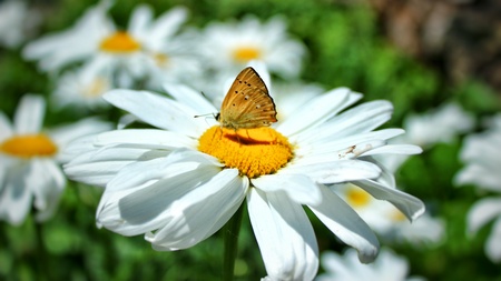 Macro Butterflyの写真素材