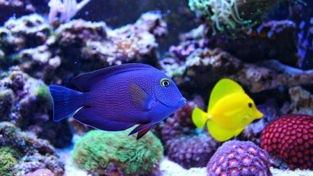 Coral Reef Aquarium scenes