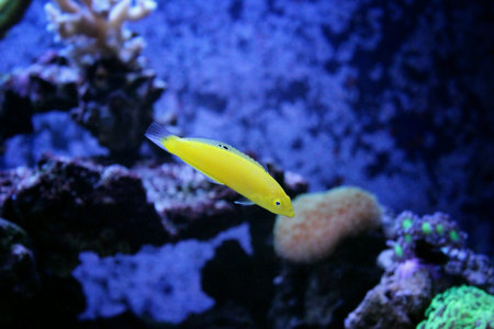 Yellow wrasse in coral reef aquarium