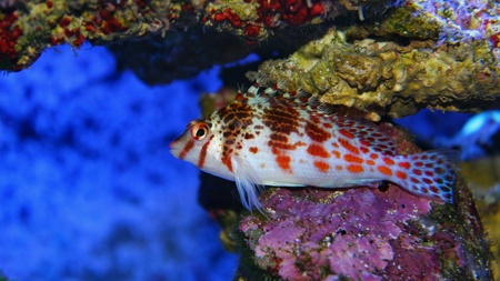 Coral reef aquariumの素材
