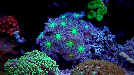 Dream coral reef aquariumの素材