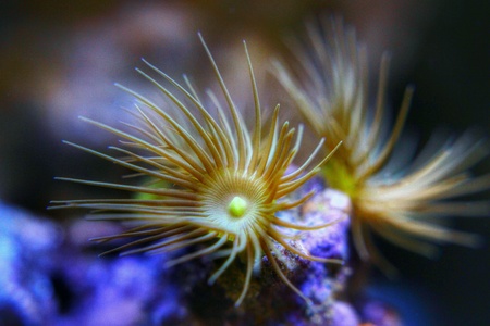 Macro underwater photographyの素材