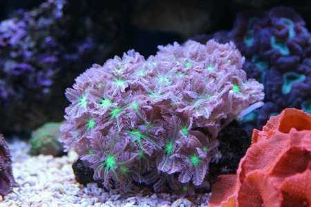 Clavularia glove polyps coralの素材